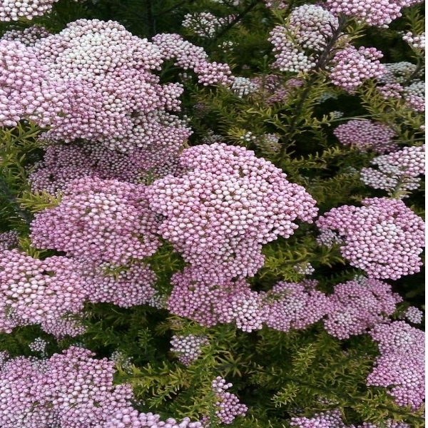 Picture of RICEFLOWER (fior di riso)