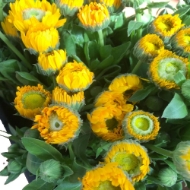 Image de CALENDULA 