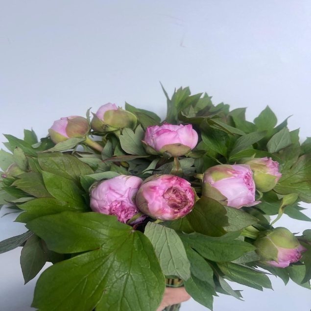 Visualizza i dettagli per PEONIA ARBOREA Immagine di PEONIA ARBOREA