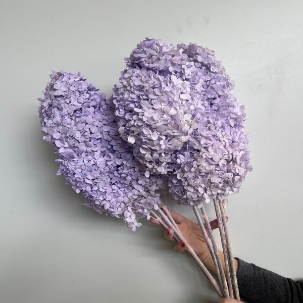 Immagine di ORTENSIA STABILIZZATA PANICULATA 65/70 cm