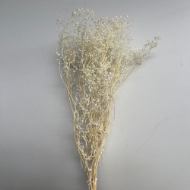 Immagine di GYPSOPHILA SBIANCATA (GISOFILA)