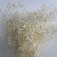 Immagine di GYPSOPHILA SBIANCATA (GISOFILA)