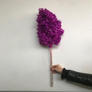 Immagine di ORTENSIA STABILIZZATA PANICULATA 65/70 cm