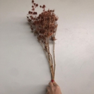 Image de ERYNGIUM 