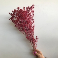 Image de ERYNGIUM 