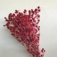 Image de ERYNGIUM 