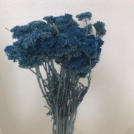 Picture of ACHILLEA SBIANCATA  E COLORATA