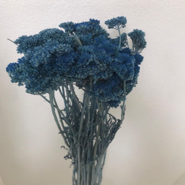 Picture of ACHILLEA SBIANCATA  E COLORATA