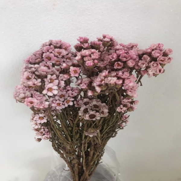 Image de IXODIA