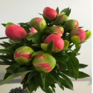 Picture of PEONIA