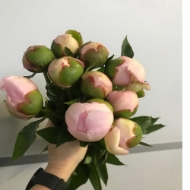 Picture of PEONIA