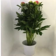 Picture of PEONIA