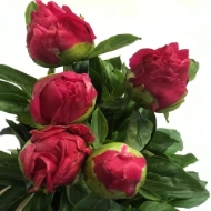 Picture of PEONIA