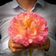 Picture of PEONIA