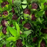 Picture of PEONIA