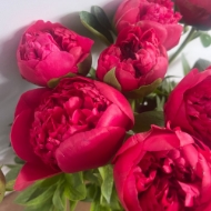 Picture of PEONIA