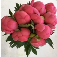 Picture of PEONIA