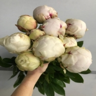 Picture of PEONIA