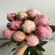 Picture of PEONIA