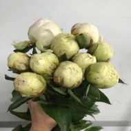 Picture of PEONIA