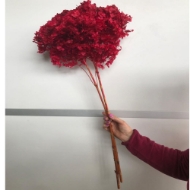 Immagine di ORTENSIA  STABILIZZATA ANNABELLE 60/70 cm
