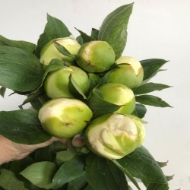 Picture of PEONIA