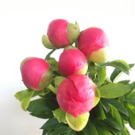 Picture of PEONIA