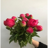 Picture of PEONIA