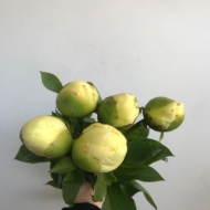 Picture of PEONIA