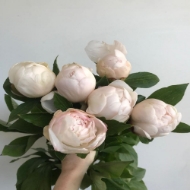 Picture of PEONIA