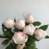 Picture of PEONIA