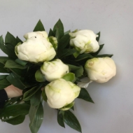 Picture of PEONIA