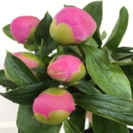 Picture of PEONIA