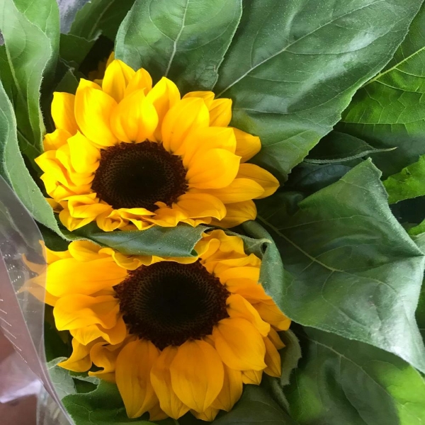 Image de GIRASOLE 