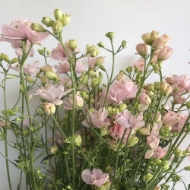 Image de DELPHINIUM 