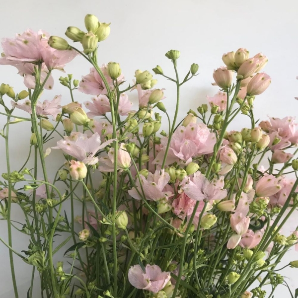 Image de DELPHINIUM 