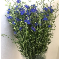 Image de DELPHINIUM 