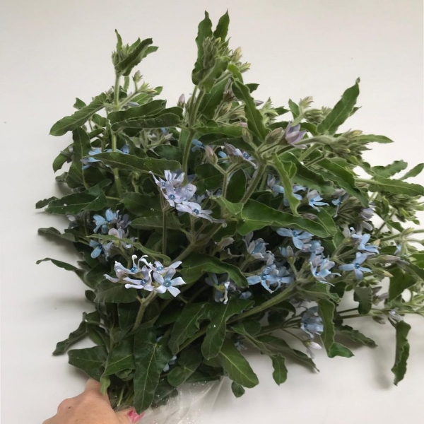 Picture of OXYPETALUM