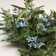 Picture of OXYPETALUM