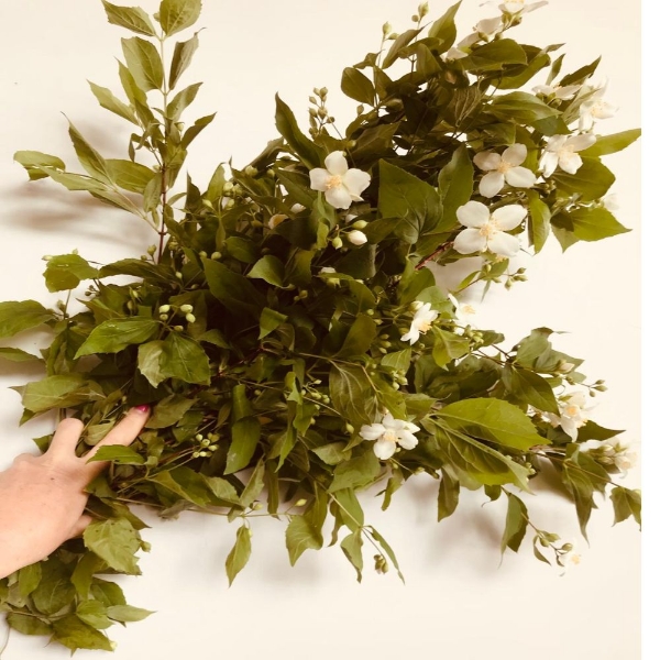 Immagine di PHILADELPHUS 