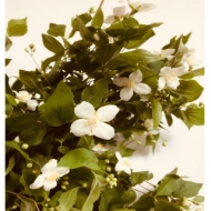 Immagine di PHILADELPHUS 