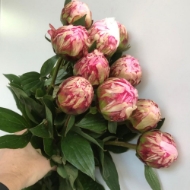 Picture of PEONIA