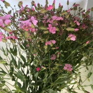 Picture of SAPONARIA 