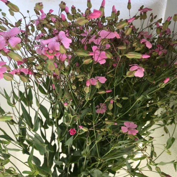 Image de SAPONARIA 