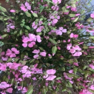 Picture of SAPONARIA 