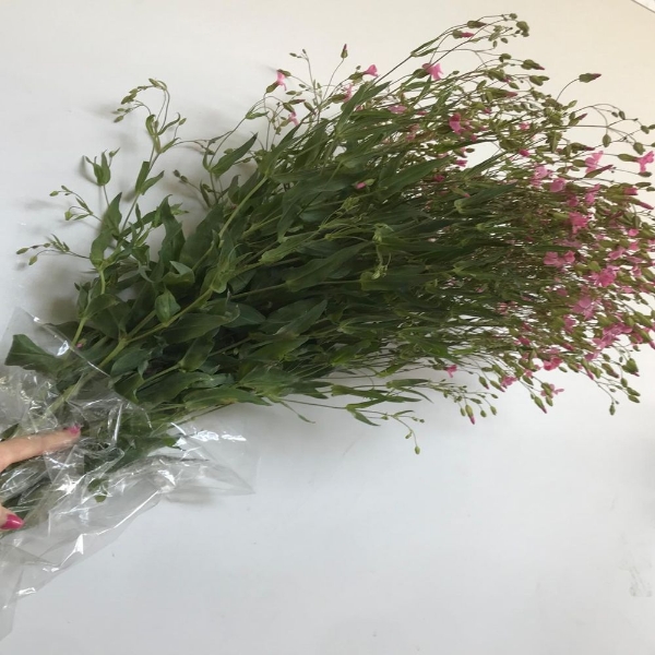 Picture of SAPONARIA 