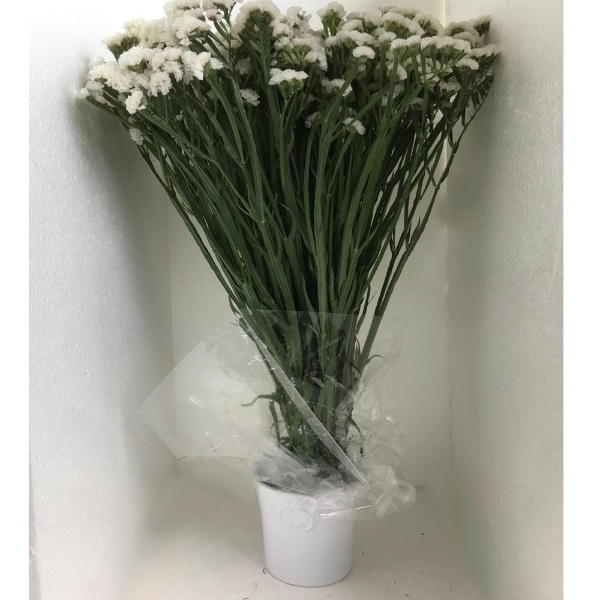 Image de STATICE limonium sinuatum
