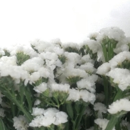 Image de STATICE limonium sinuatum