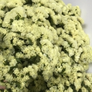 Image de STATICE limonium sinuatum