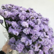 Image de STATICE limonium sinuatum